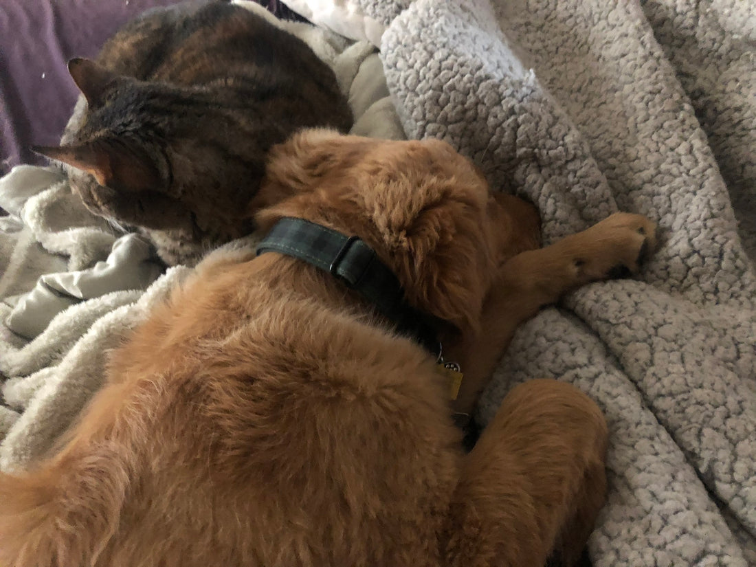 Who says Dogs and Cats Cannot live in harmony?