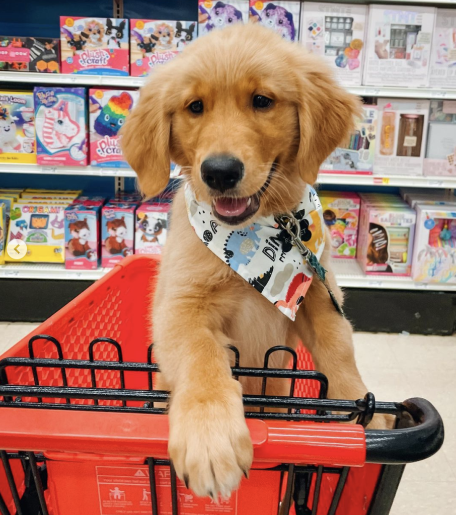 Finn shopping with me at a dog friendly store