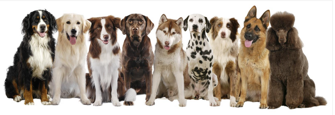 BEAUTIFUL DOGS OF ALL BREEEDS