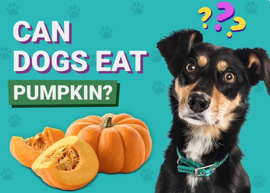 https://pawsitivelyorganicdogbakery.com/products/pumpkin-muffins-dog-treats?_pos=1&_psq=pumpkin%20muffin&_ss=e&_v=1.0&variant=44802273607973