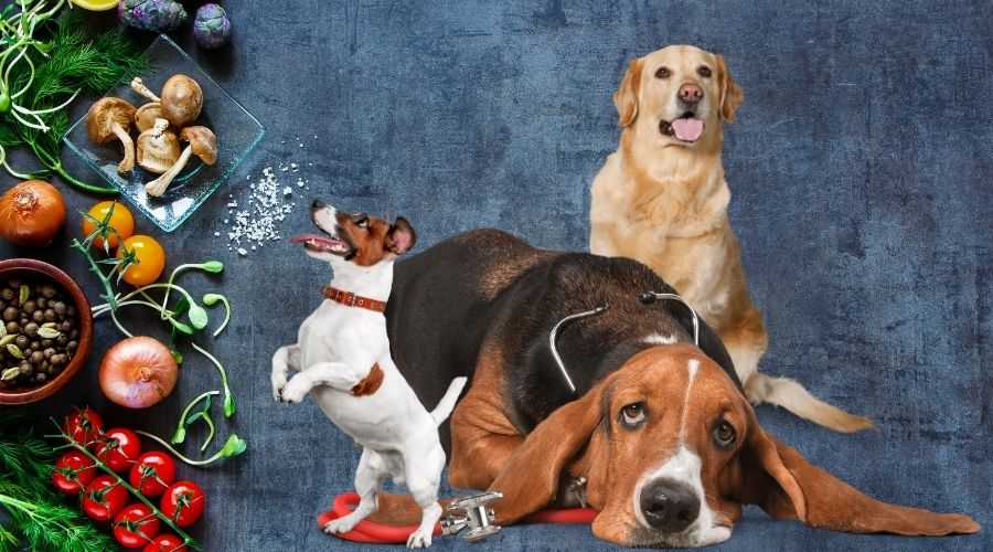 dogs and healthy safe snacks