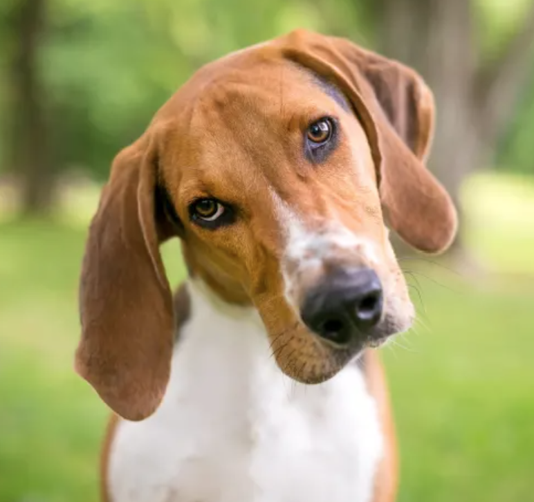 Happy customer review of PAWsitively Organic Dog Bakery treats