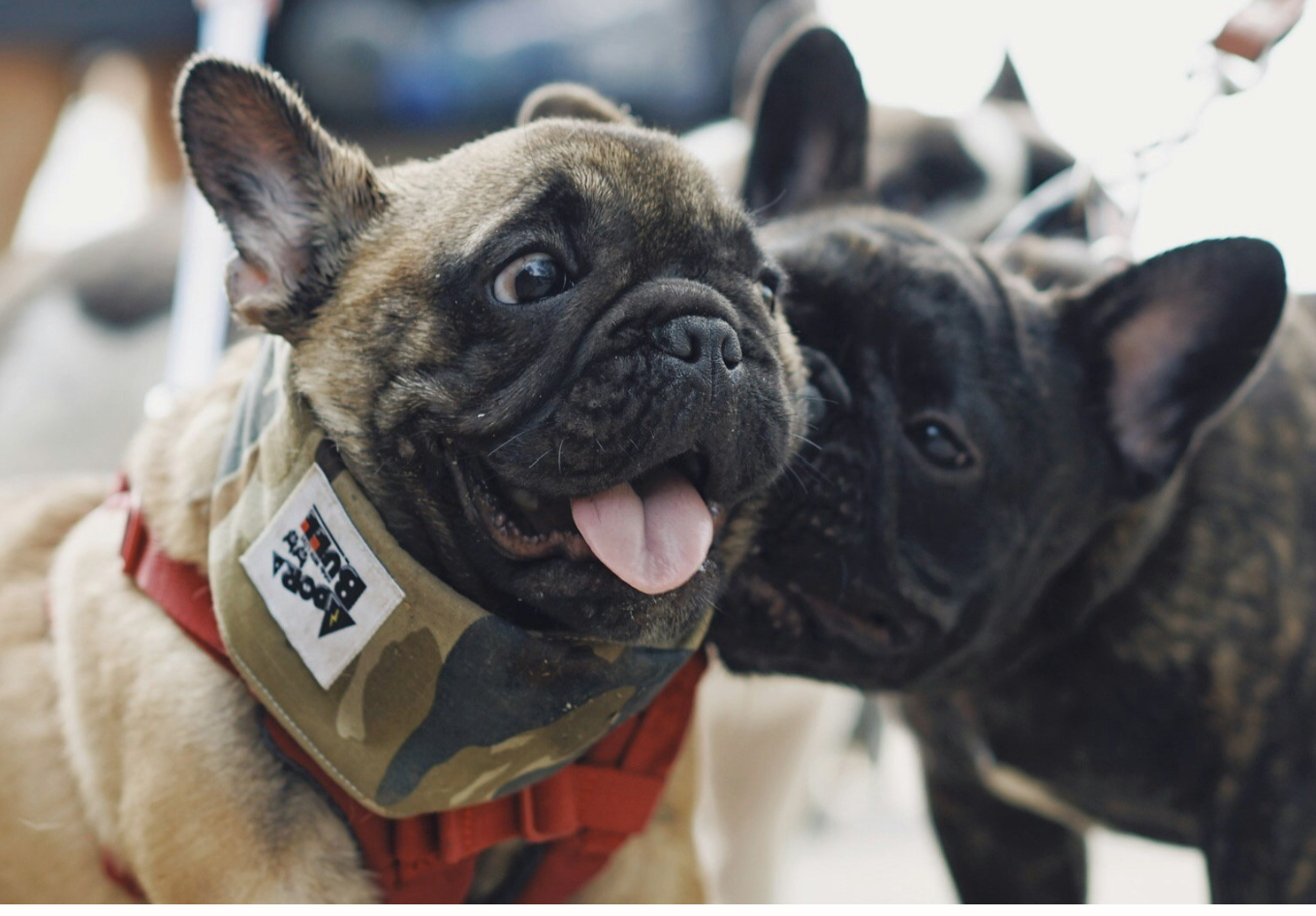 Positive testimonial for small-batch organic dog treats