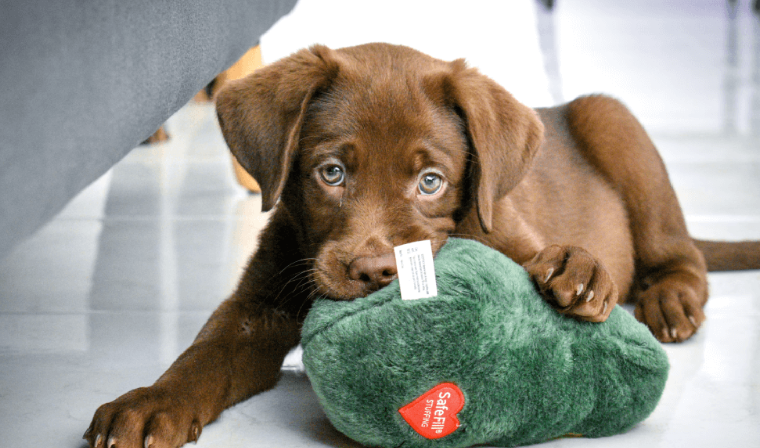 Dog parent review of handmade organic dog treats