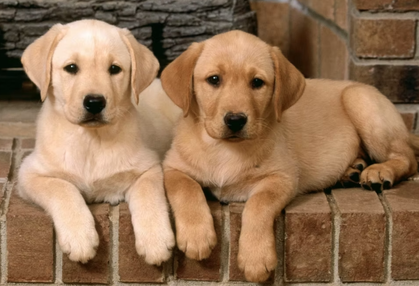 Happy customer review of PAWsitively Organic Dog Bakery treats