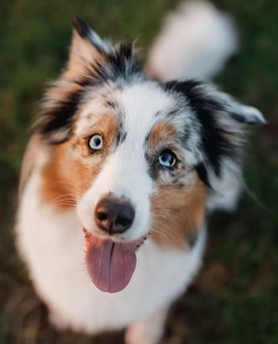 Positive testimonial for small-batch organic dog treats