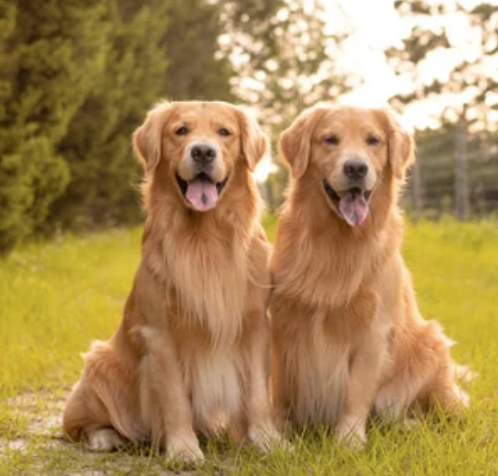 Dog parent review of handmade organic dog treats