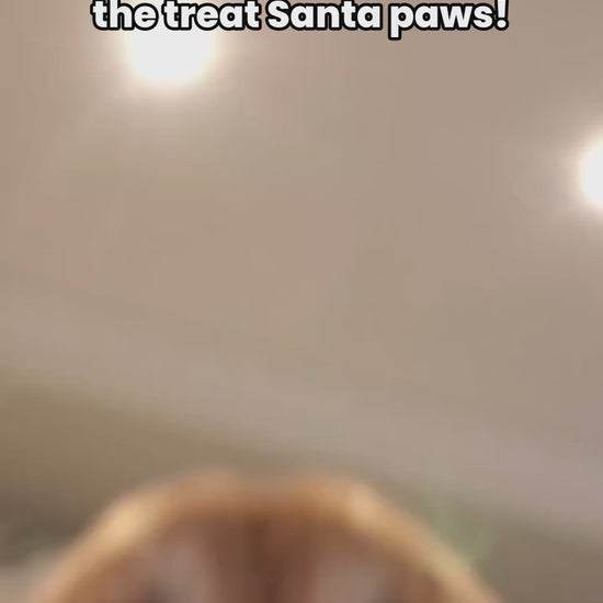 Whimsical organic Christmas dog cookies in festive shapes