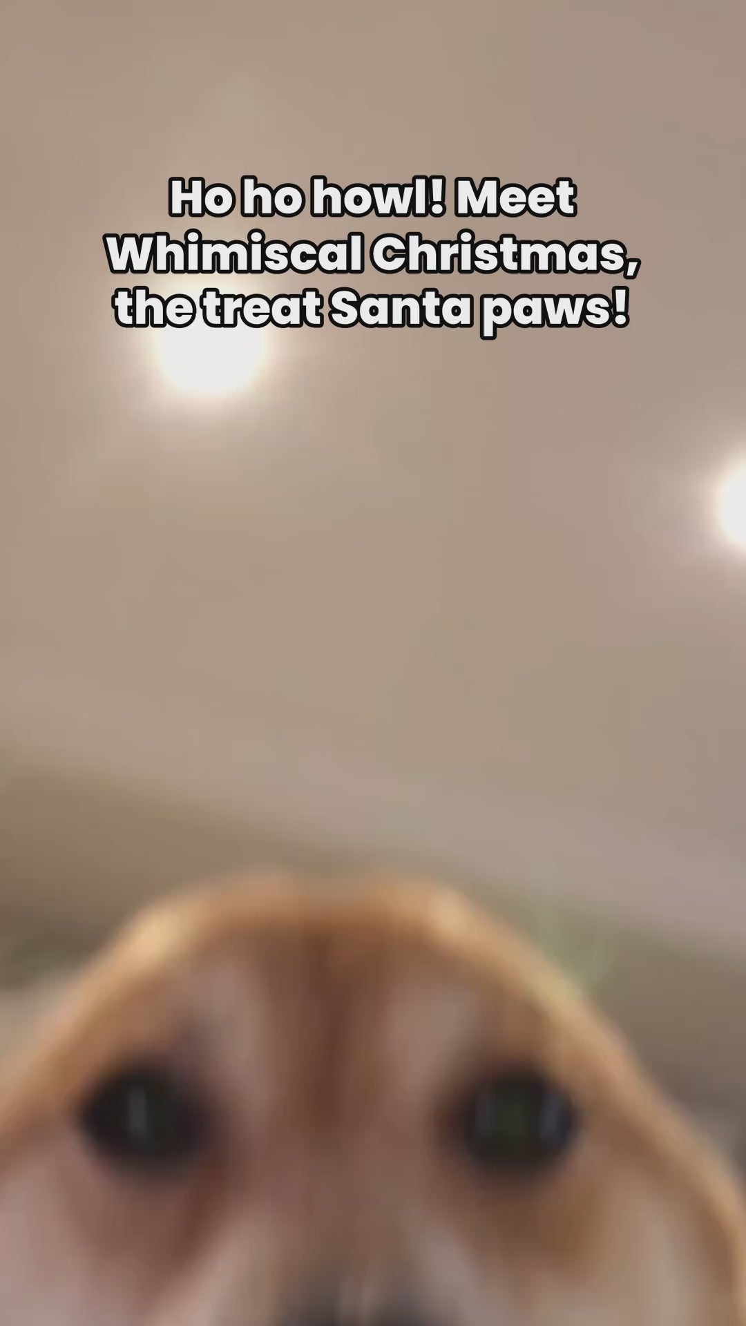 Whimsical organic Christmas dog cookies in festive shapes